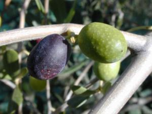 olives : noire et verte