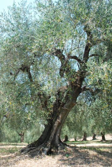Domain Lessatini Olive trees