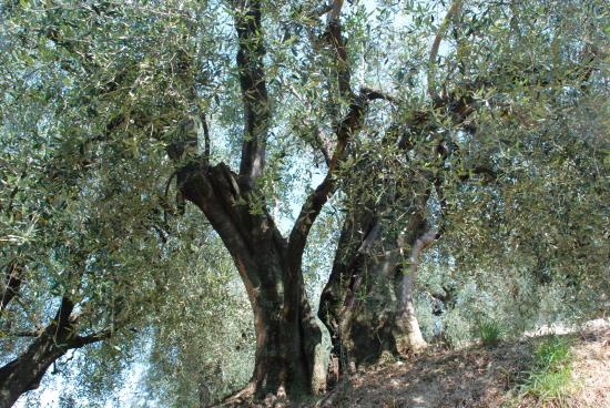 L'oliveraie