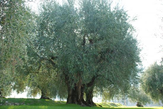 Olive Trees of the Domain Lessatini Nice