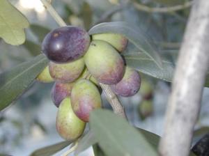 olives grappe