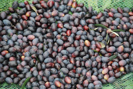 Ramassage des olives sur les filets