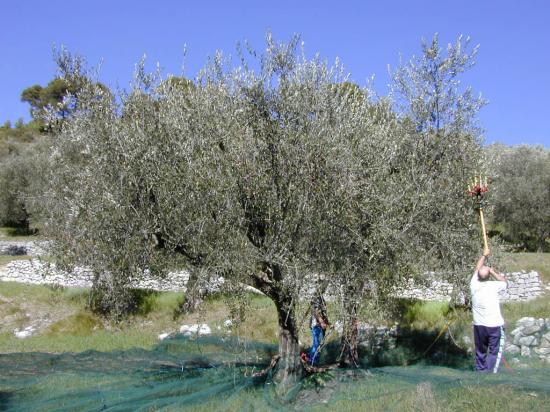Récolte d'olives